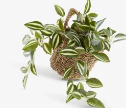 Hangende mand INGVER B14xLx14xH13cm naturel